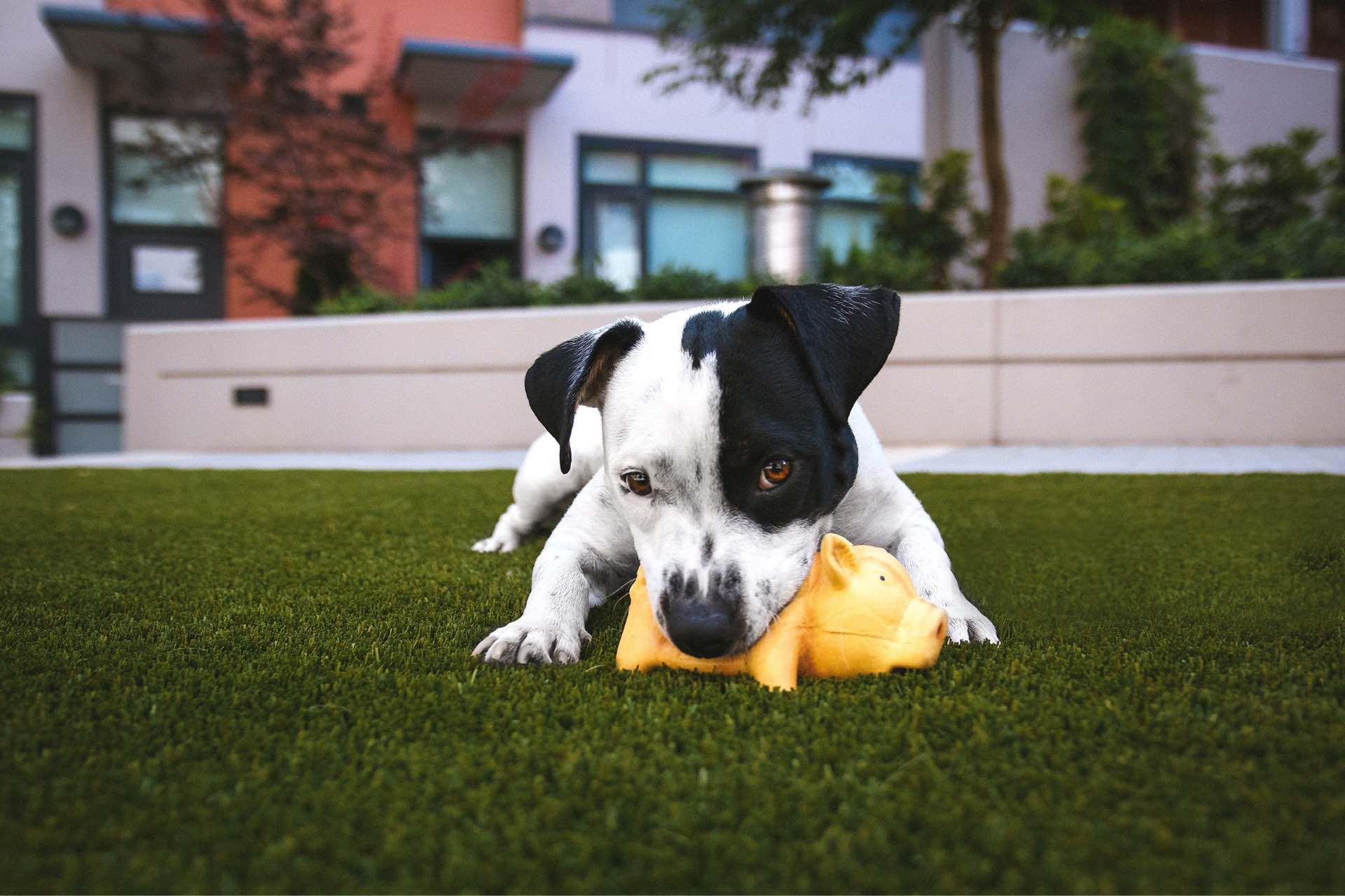 pet amenities at the harvey